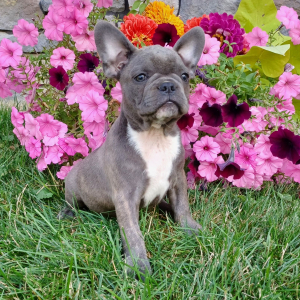 Frenchton Puppy Zeb