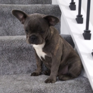 Frenchton Puppy Zeb