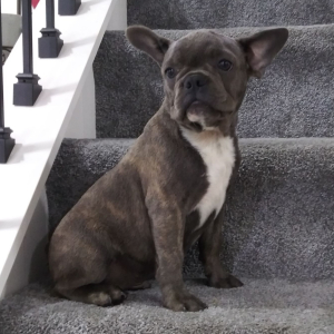 Frenchton Puppy Zeb