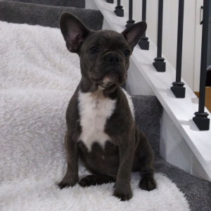 Frenchton Puppy Zeb