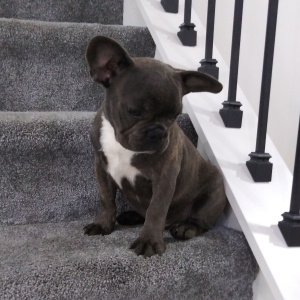 Frenchton Puppy Zeb