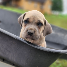 Cane Corso Puppy Billy