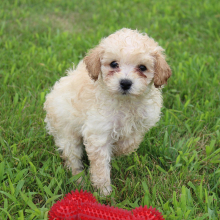Bichonpoo Puppy Colton