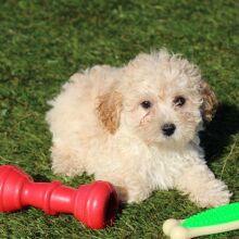 Bichonpoo Puppy Colton