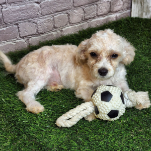 Cavapoo Puppy Ryke
