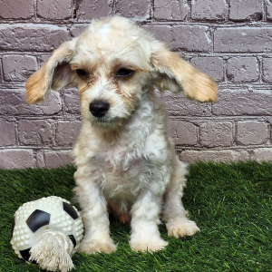 Cavapoo Puppy Ryke