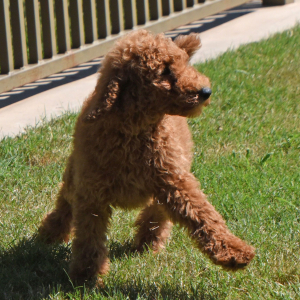 Poodle Puppy Lacie