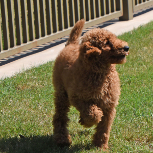Poodle Puppy Lacie