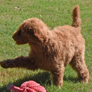 Poodle Puppy Lacie