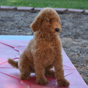 Poodle Puppy Lacie