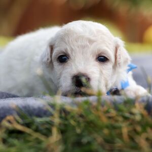 Bichon Frise Puppy Baron