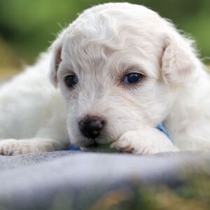 Bichon Frise Puppy Baron