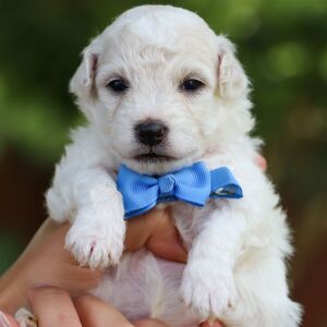 Bichon Frise Puppy Baron