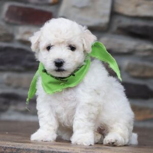 Bichon Frise Puppy Baron