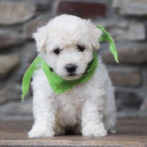 Bichon Frise Puppy Baron