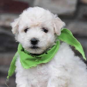 Bichon Frise Puppy Baron