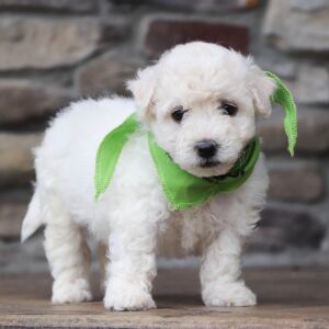 Bichon Frise Puppy Baron