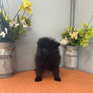 Pomeranian Puppy Midnight