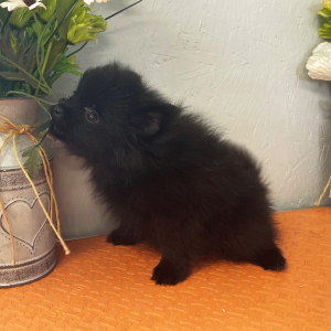 Pomeranian Puppy Midnight