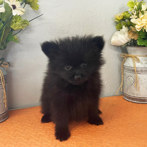 Pomeranian Puppy Midnight