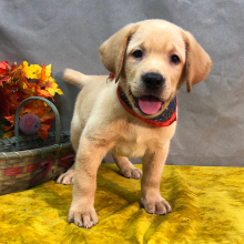 Labrador Retriever Puppy Friday