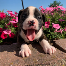 Boxer Puppy Pickles