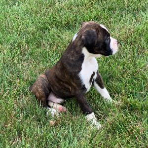 Boxer Puppy Pickles