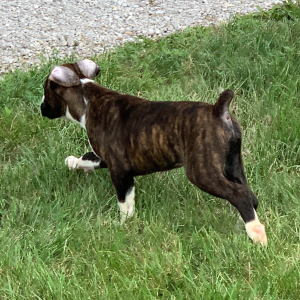 Boxer Puppy Pickles