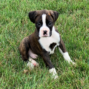 Boxer Puppy Pickles