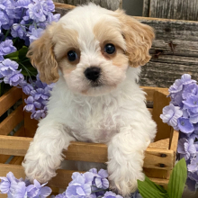 Cavachon Puppy Mac