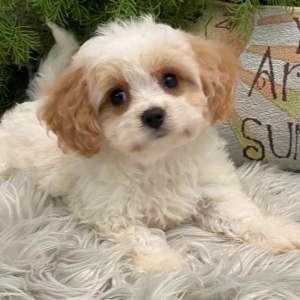 Cavachon Puppy Mac