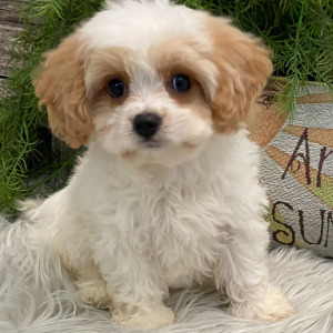 Cavachon Puppy Mac