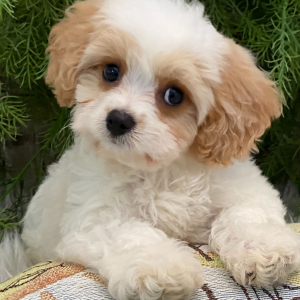 Cavachon Puppy Mac