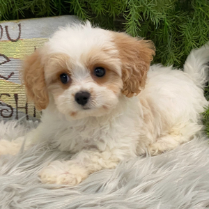 Cavachon Puppy Mac
