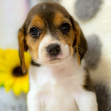 Beagle Puppy Luke