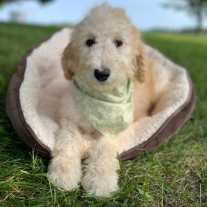 Poodle Puppy Emilie