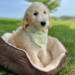 Poodle Puppy Emilie