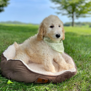 Poodle Puppy Emilie