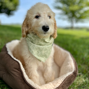 Poodle Puppy Emilie