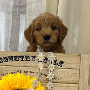 Goldendoodle Puppy Skip
