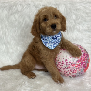 Goldendoodle Puppy Skip