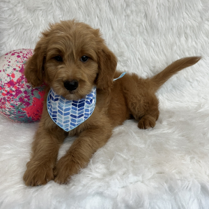 Goldendoodle Puppy Skip