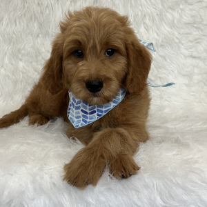 Goldendoodle Puppy Skip