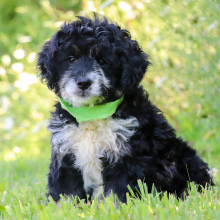 Bernedoodle Puppy Vinny