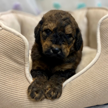 Poodle Puppy Chuma