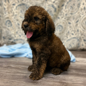 Poodle Puppy Chuma