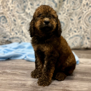 Poodle Puppy Chuma
