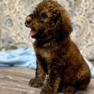 Poodle Puppy Chuma