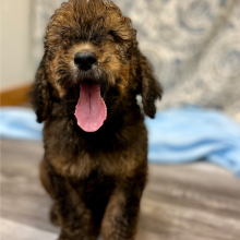 Poodle Puppy Chuma