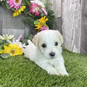 Havapoo Puppy Hayden